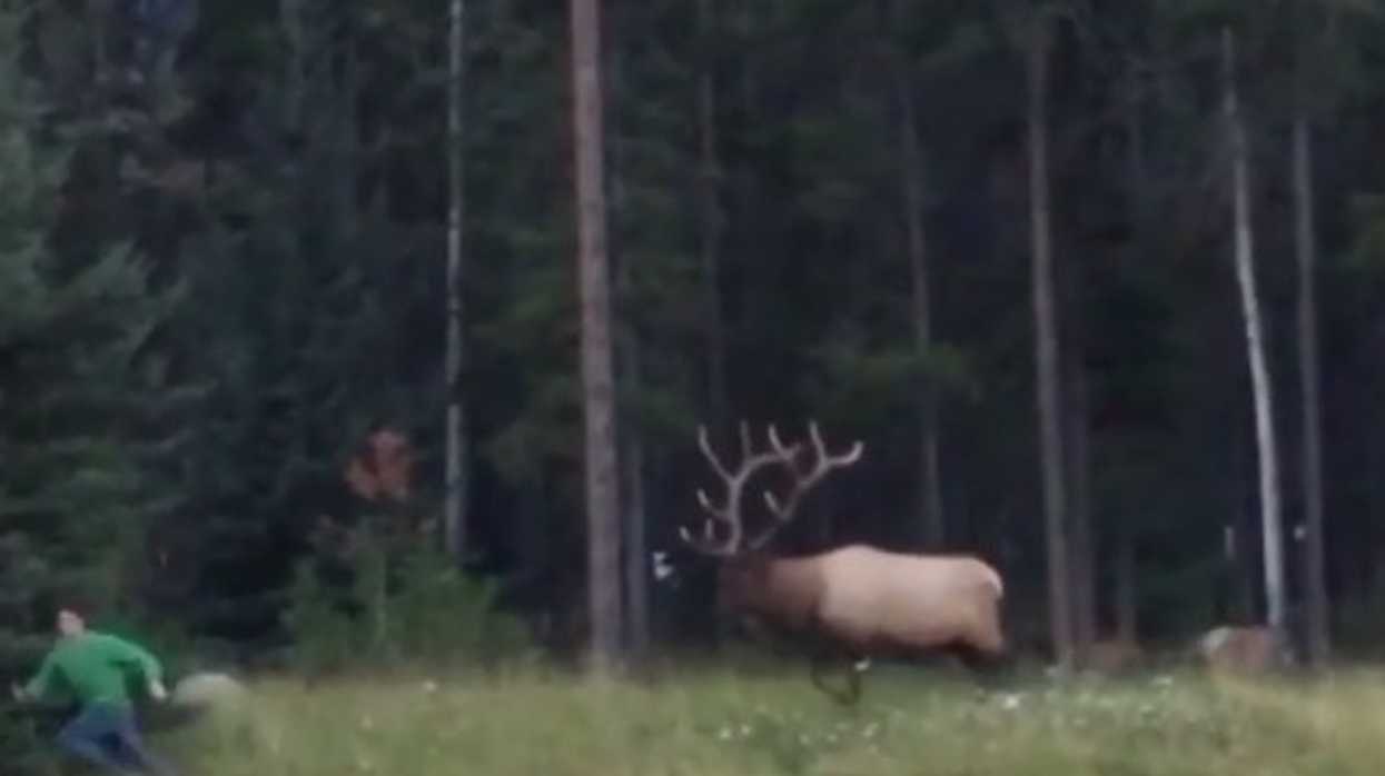 It's Elk Rutting Season In Alberta & A Terrifying Elk Charging Video Has Resurfaced