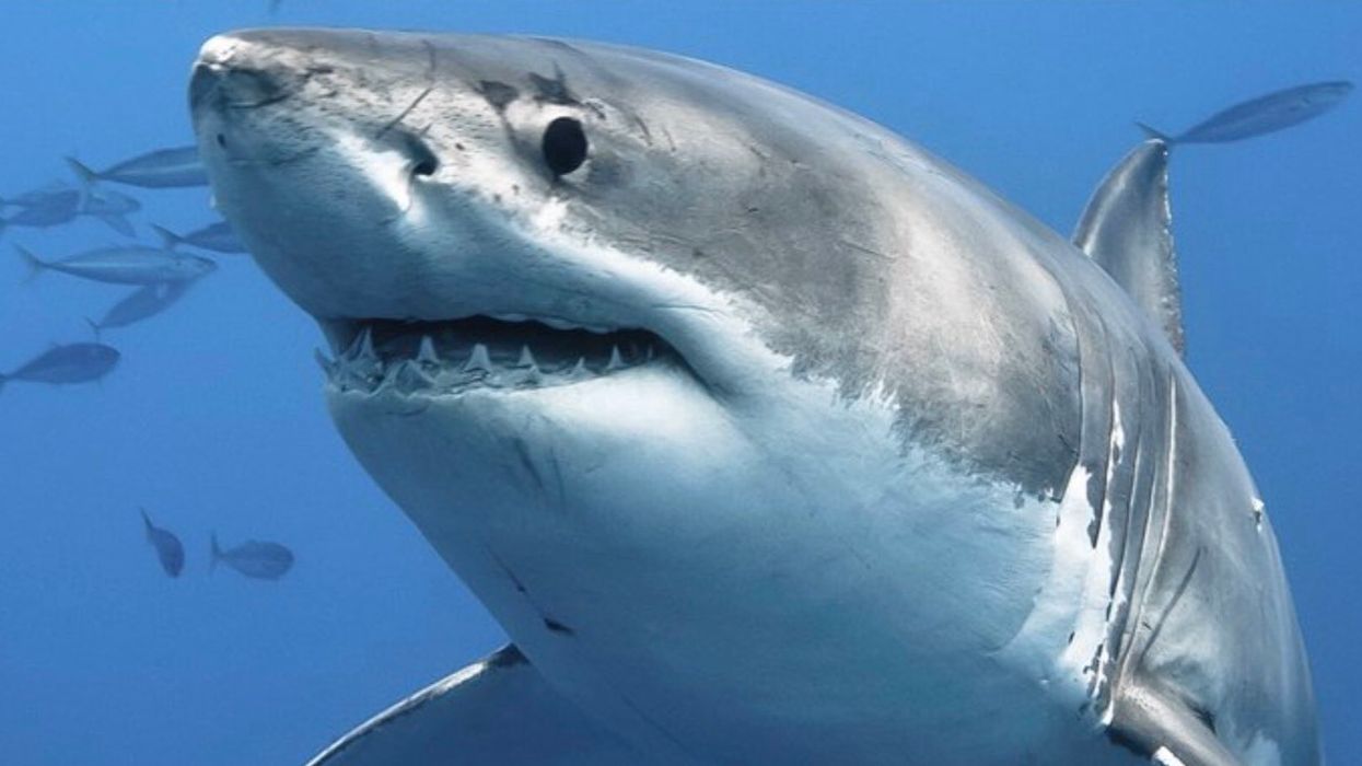 Un requin de plus de 1 000 livres a été aperçu dans le golfe du St-Laurent