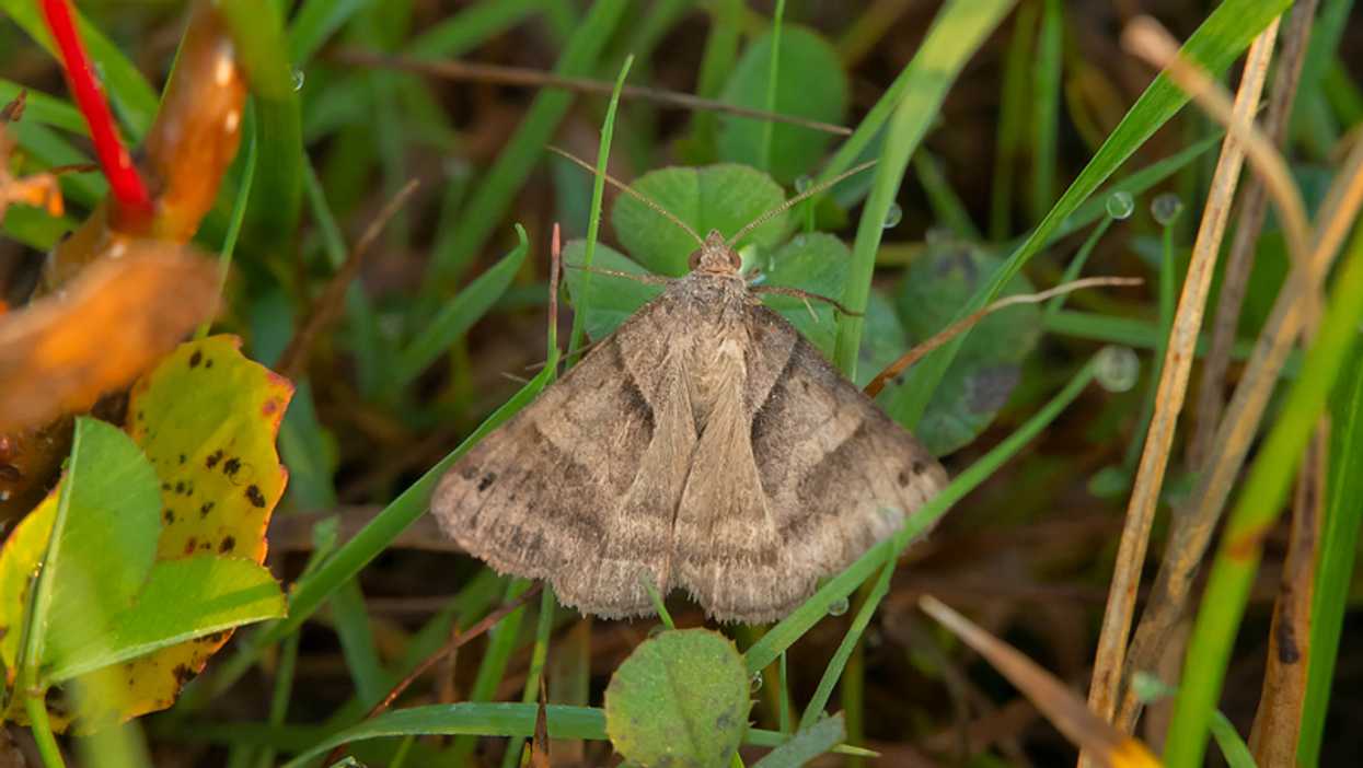 There's A Massive Moth Outbreak In Metro Vancouver Right Now