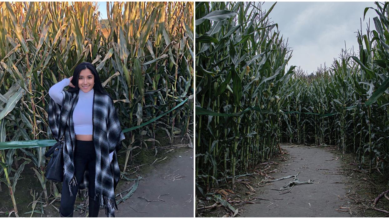 This Massive 12-Acre Corn Maze In Washington Is So Creepy At Night