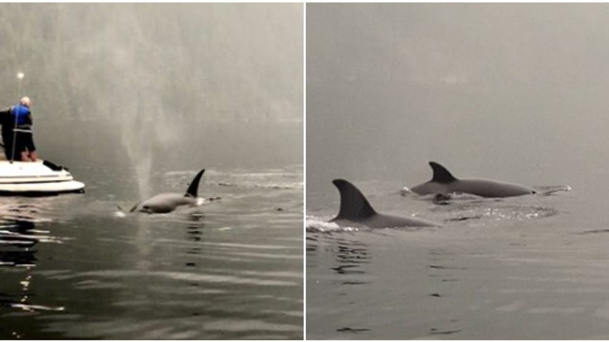 Orcas Swam So Close To These People In BC That You Can See What They're Eating (VIDEOS)