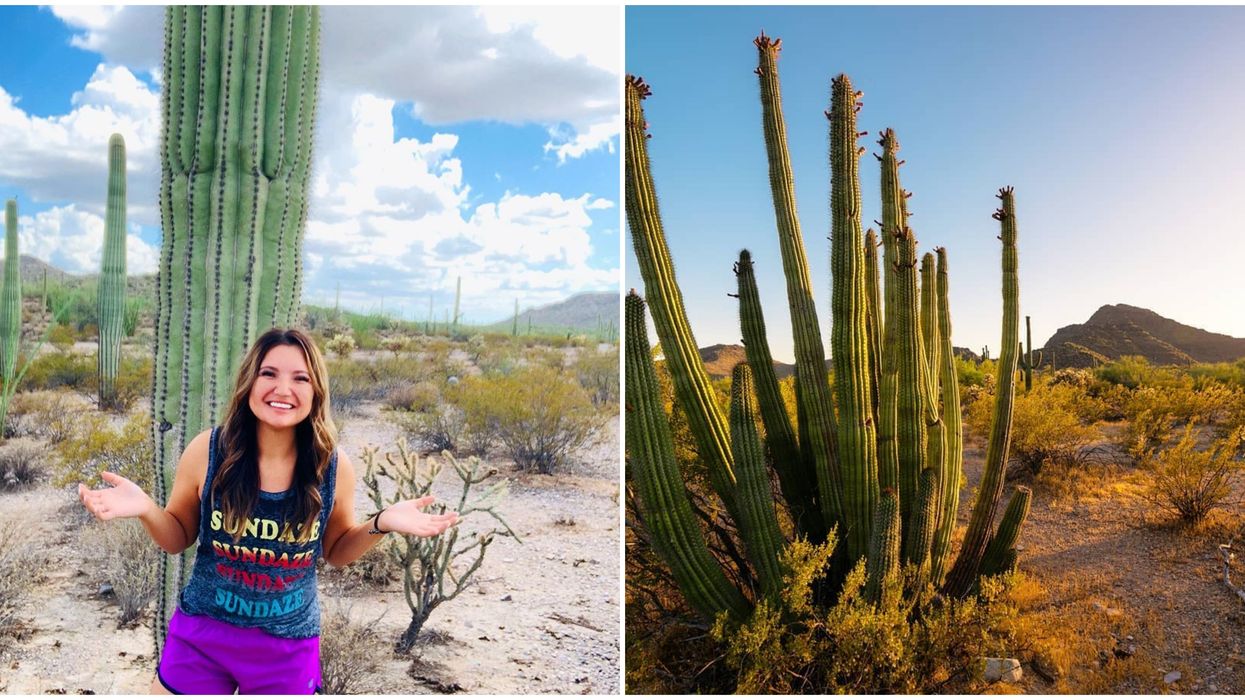 This Spot In Arizona Is The Only Place Where You Can Explore A Wild Cacti Forest The USA