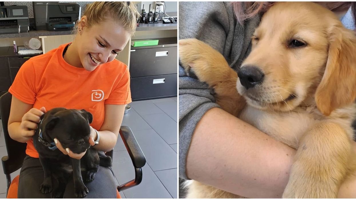 7 Jobs You Can Get In Ontario Right Now That'll Pay You To Doctor Dolittle