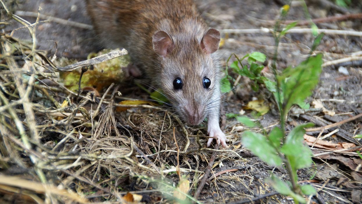 Canada's Most Rat Infested Cities For 2020 Have Just Been Revealed