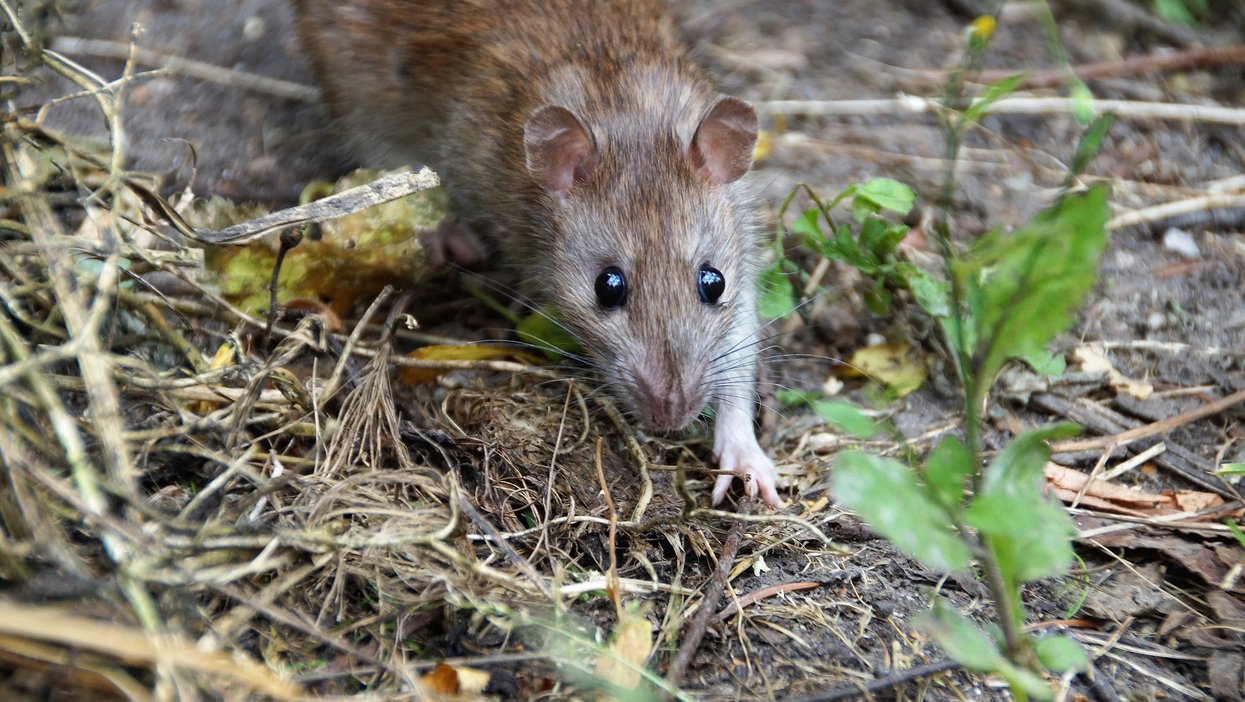 Canada Rats Canada's Most Rat Infested Cities For 2020 Have Just Been Revealed ...