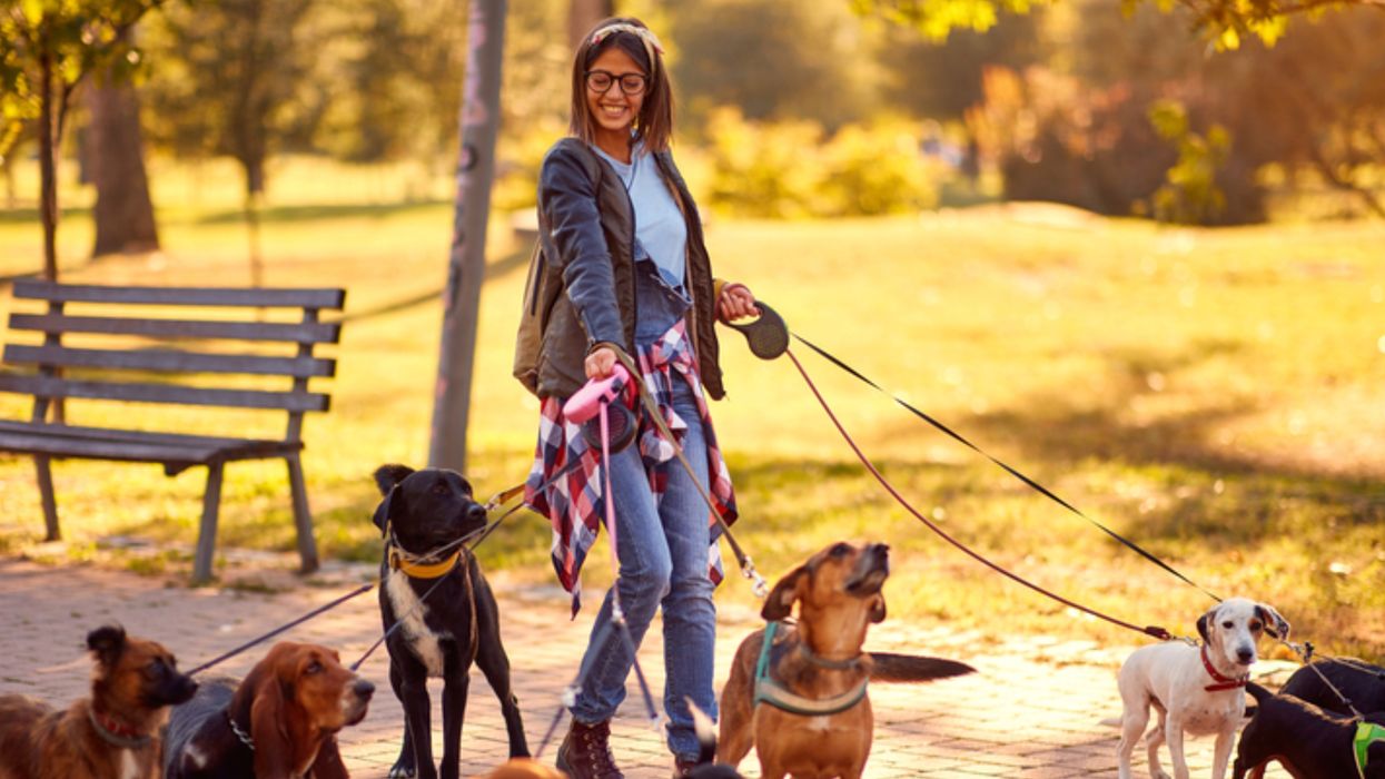 7 Vancouver Jobs That Are Perfect For Dog People