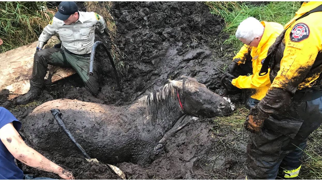 A Team Of Washington Firefighters Are Going Viral After Daring Horse Rescue (PHOTO)