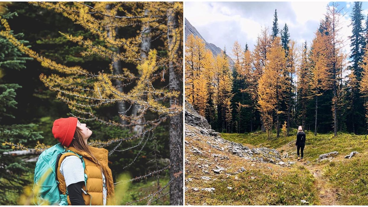This Easy Hike In The Rockies Absolutely Explodes With Golden Larch Trees In The Fall