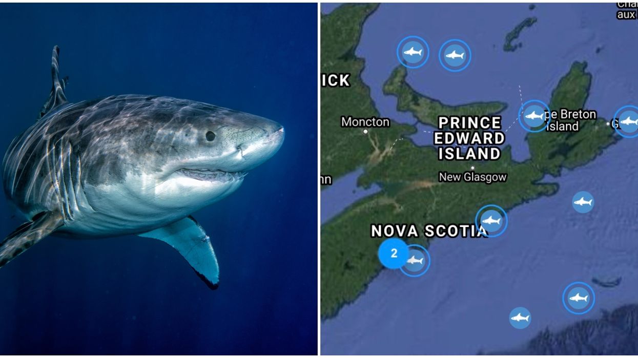 There Are A Ton Of Huge Sharks Off Of Canada's East Coast Right Now