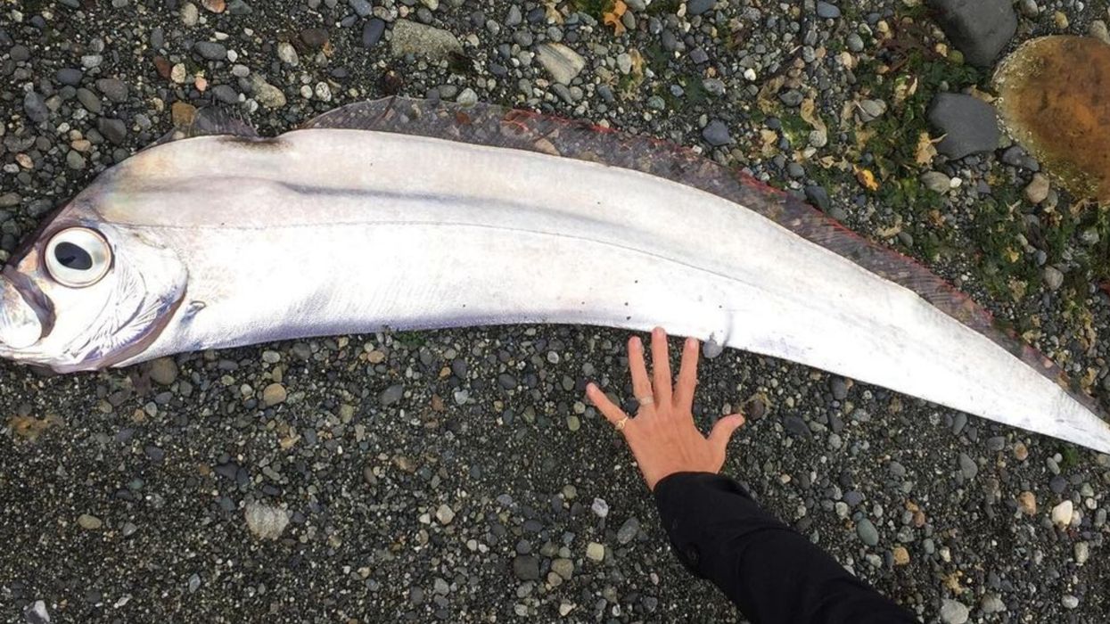 This Rare Deep-Sea Fish Washed Up On The BC Shore Looks Like A Giant Anchovy