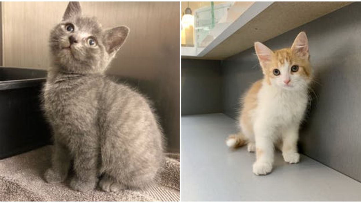 The Ontario SPCA Has Tons Of Adorable Kittens Ready For Adoption Right Now
