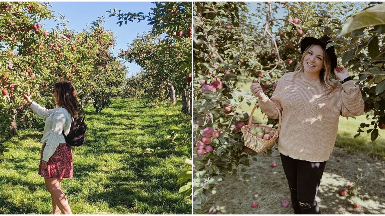 7 endroits vraiment WOW où cueillir des pommes à Québec et environs