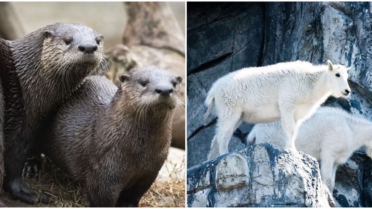 The Calgary Zoo's Adults-Only Escape Room Is Coming Back In October With A Spooky Twist