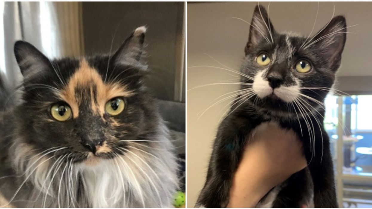 Alberta Humane Society Has Tons Of Cute Cats Up For Adoption & Their Names Are Ridiculous