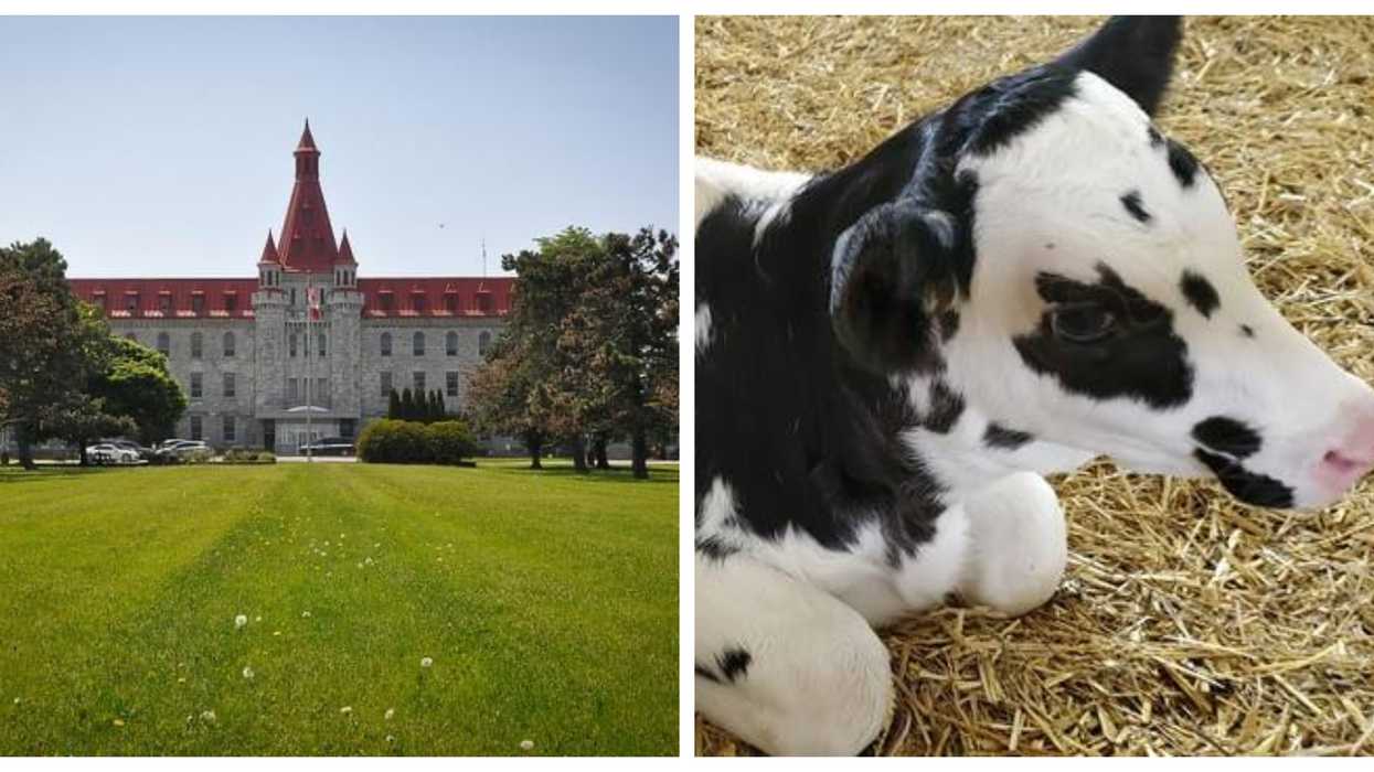 A Canadian Prison Has A Herd Of Cows & 1 Just Had A Baby (PHOTOS)