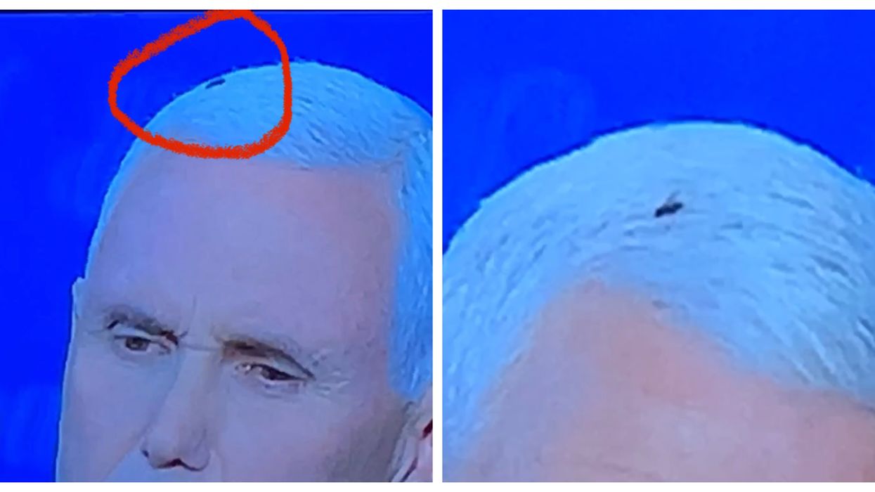 The Real Winner Of The Vice Presidential Debate Was That Fly On Mike Pence's Head