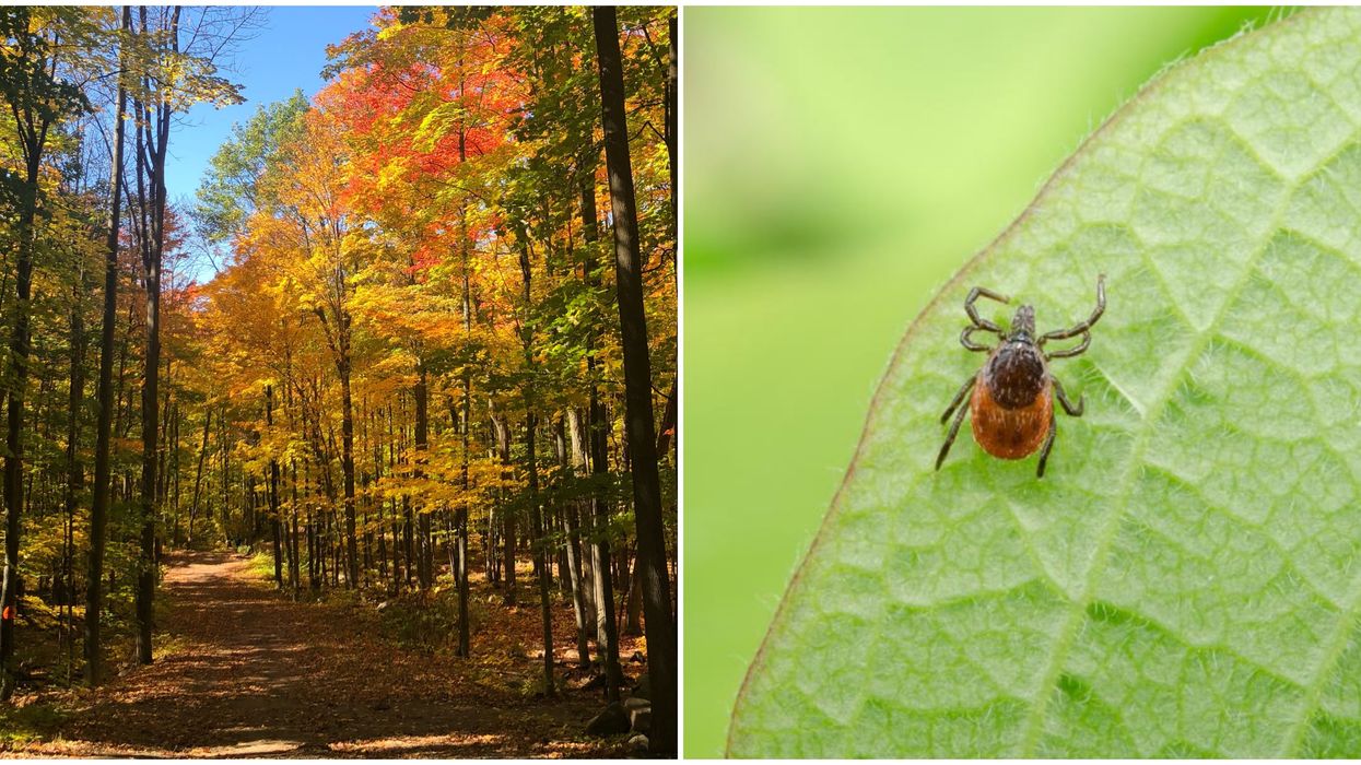 Maladie de Lyme : La Rive-Sud de Montréal et l'Estrie sont fortement touchées