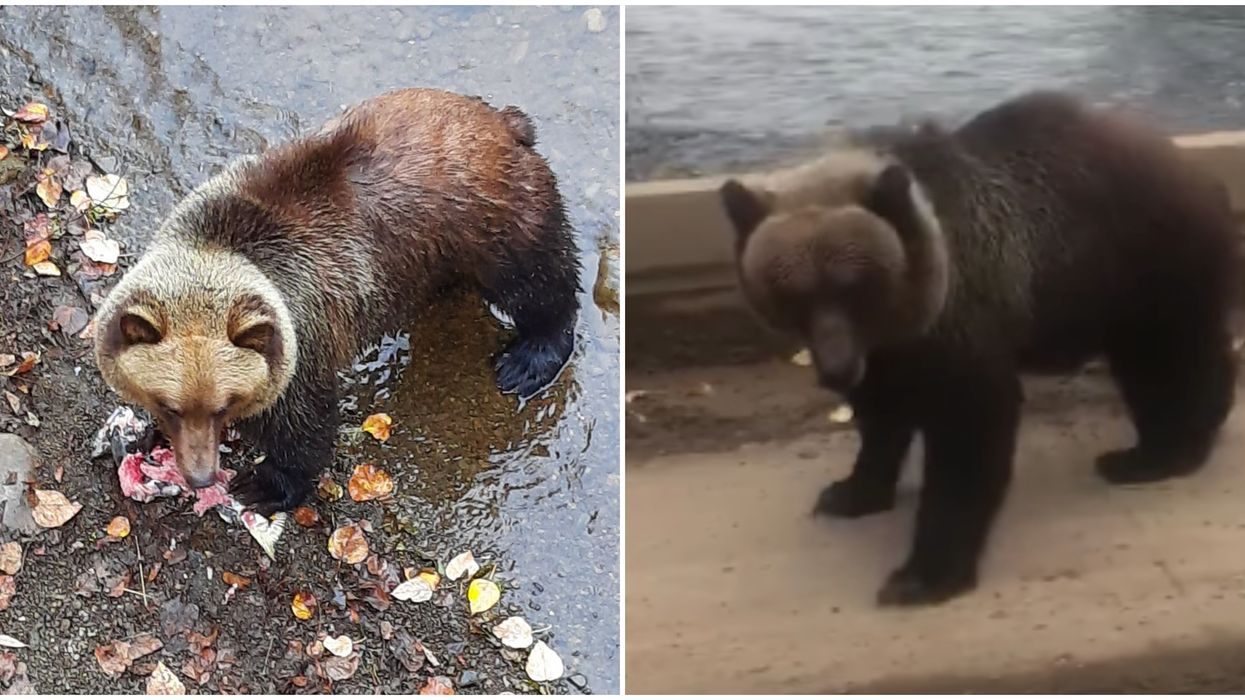 A Huge Grizzly Bear Took A Terrifying Lunge At A Fishing Group In BC (VIDEO)