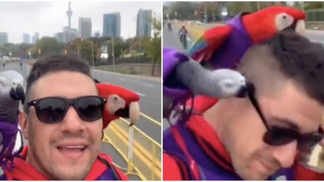 A Toronto Man's Fleetwood Mac Challenge With Raptor Parrots Is What You Need Today (VIDEO)