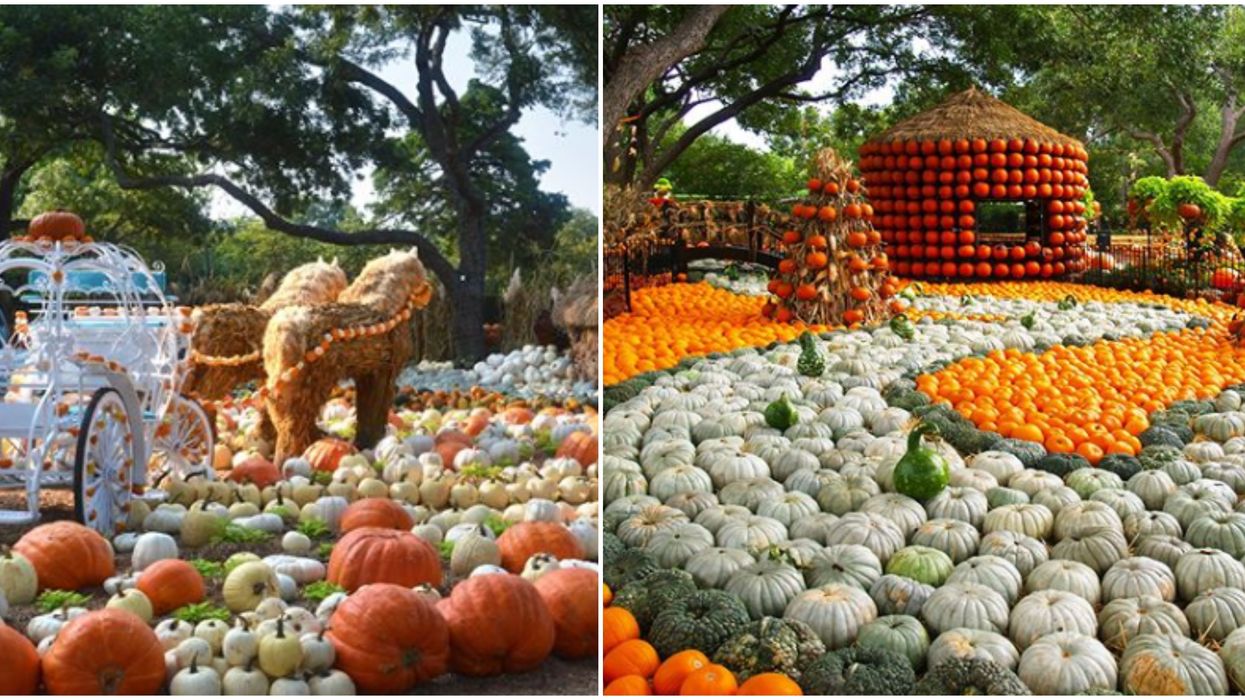 6 Unique North Texas Pumpkin Patches To Visit ASAP