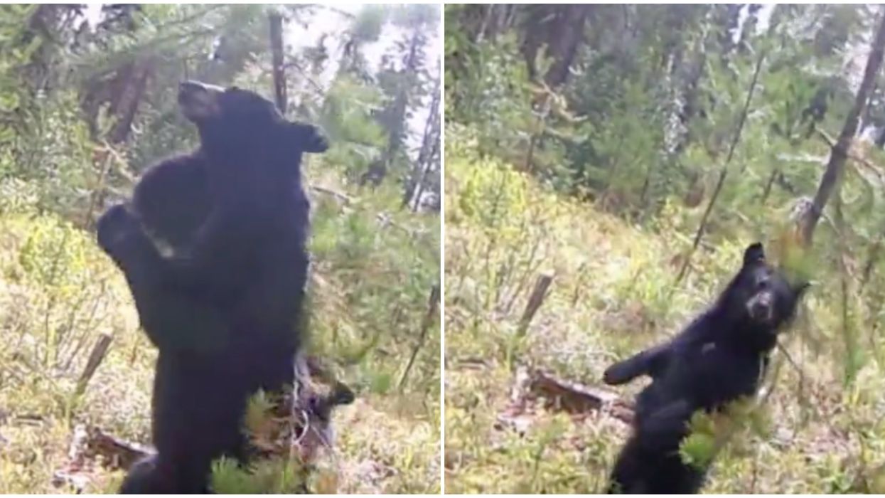 An Adorable BC Bear Video Shows A Tiny Cub Trying To Copy Its Mom's Backscratching