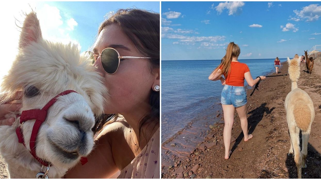 There's A Place In Canada That Lets You Take A Llama For A Hike & It's Pretty Much Heaven