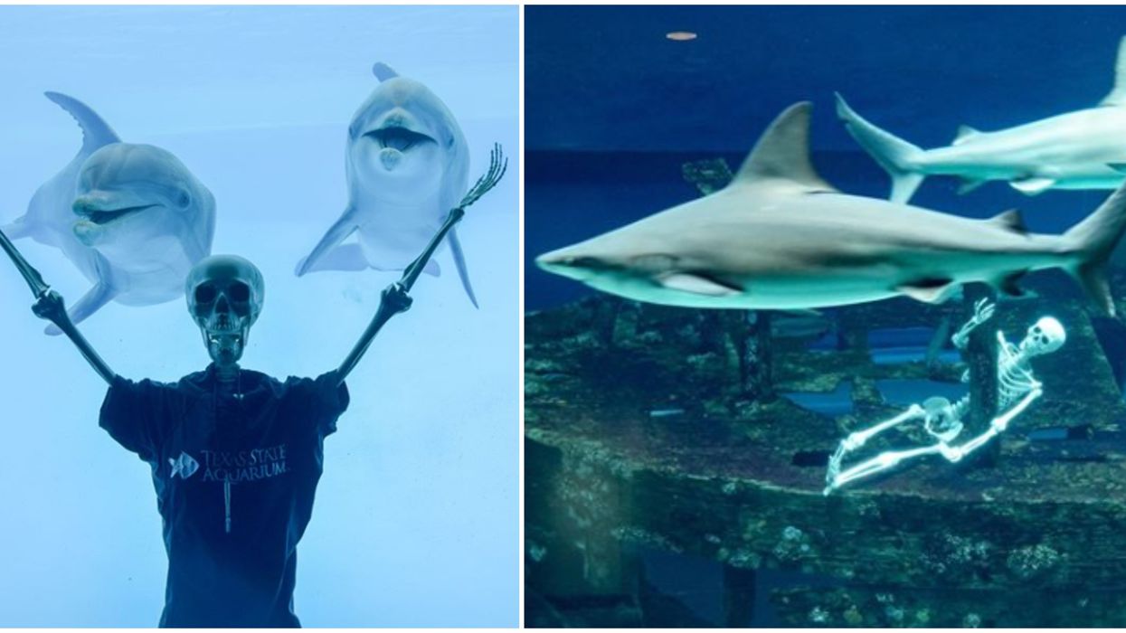 The Texas State Aquarium Put Skeletons In The Shark Tank And It's Creepy AF