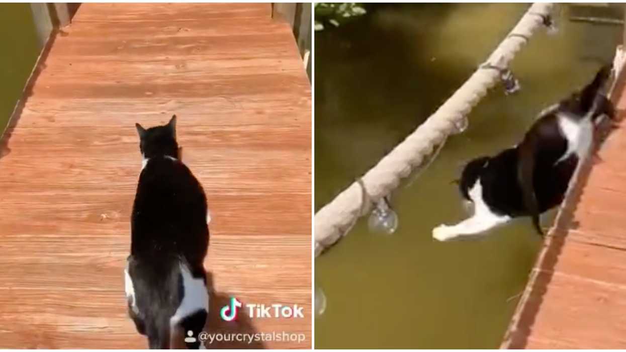 This Florida Cat’s Wild Fall Has Gone Viral On TikTok & We Can’t Stop Laughing (VIDEO)