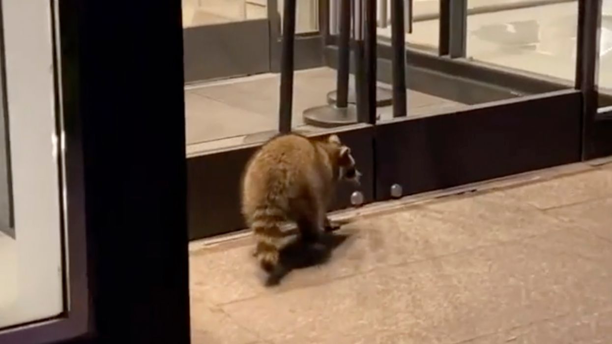 Toronto Trash Panda Spotted Doing Some Window Shopping In Yorkville (VIDEO)