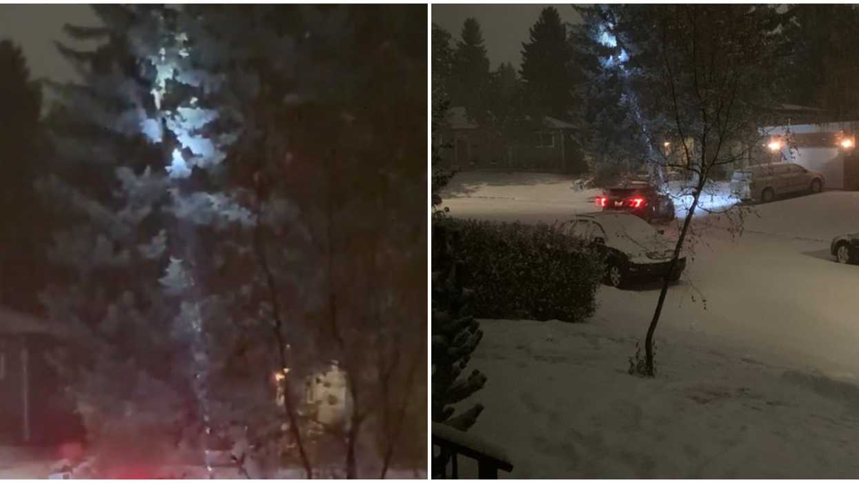 A Bear Stole Snacks Off Porches In Calgary & Ran Up A Tree When He Got Caught (VIDEO)