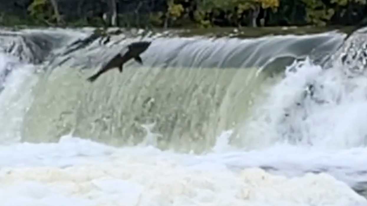 This Video Of Toronto Salmon Flopping Through The Air In Slo-Mo Is Mesmerizing (VIDEO)