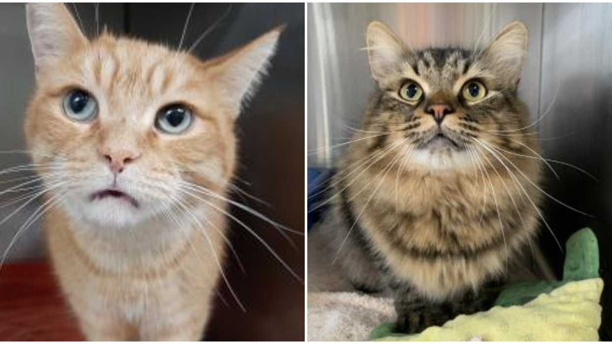 Someone Just Handed Over 88 Cats To An Ontario Shelter After Becoming 'Overwhelmed'
