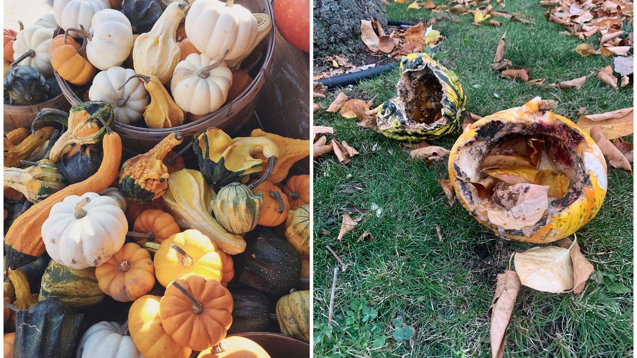 Canada Produces Over 80,000 Metric Tonnes Of Pumpkins But They Almost All Go To Waste