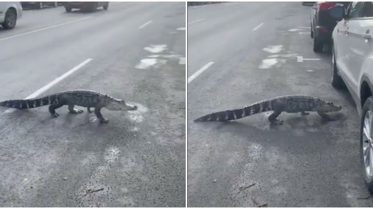 Alligator de Villeray : Les propriétaires accusés de négligence criminelle