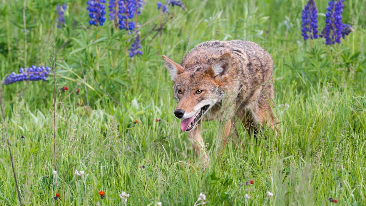 Coyotes Keep Stalking & Biting People In This Park Near Toronto