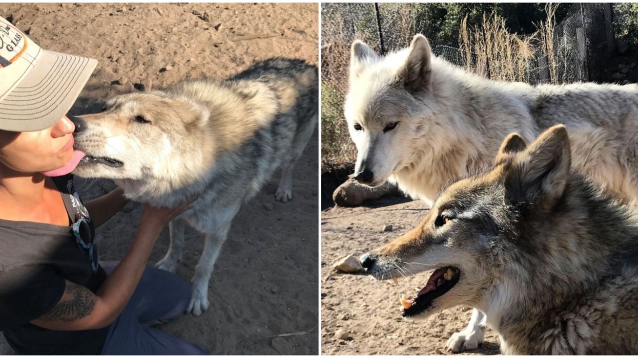 You Can Get Lost In The Mountains And Hike Amongst Wolves On Halloween Night In California