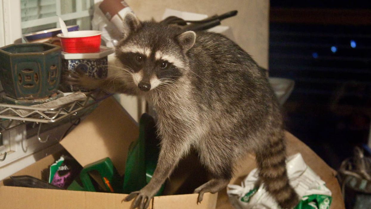 Tiny Burglars Broke Into A California Bank, Knocked Over A Computer, And Ate Some Cookies