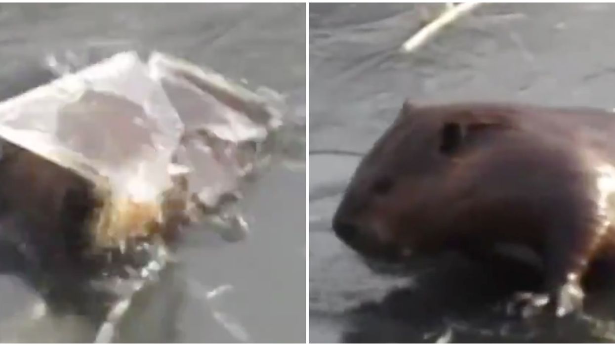 A Beaver Was Caught On Video Smashing Head-First Through Ice & We Love A Dramatic Entrance