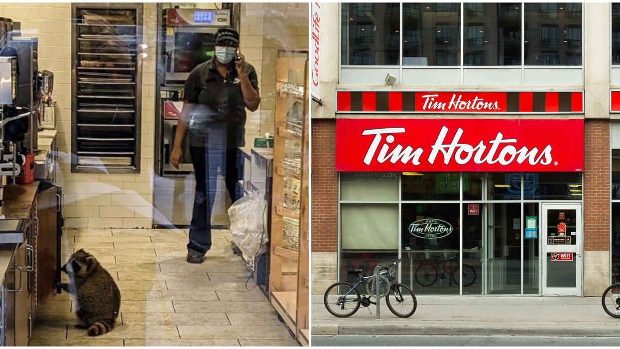 A Trash Panda Was Spotted Working Very Hard At A Tim Hortons In Toronto (PHOTO)