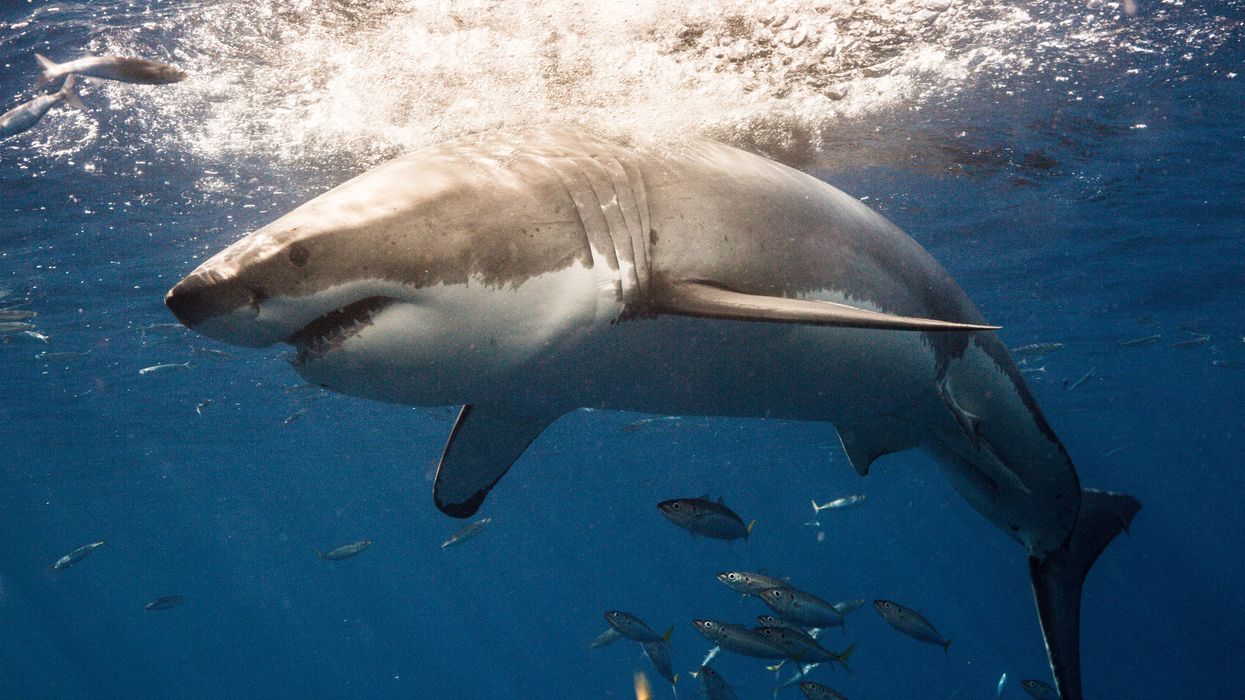 Quatre requins blancs nagent près des Îles-de-la-Madeleine et se rapprochent de la côte