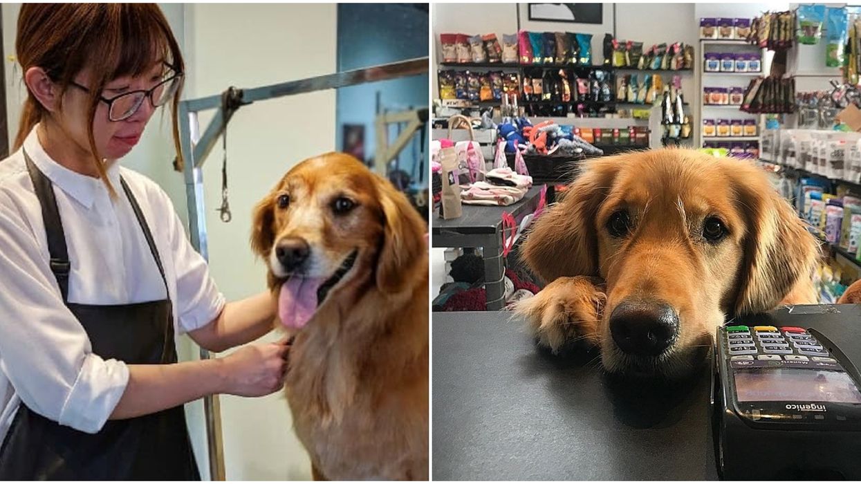 This Toronto Company Will Pay You Over $24 An Hour To Make Dogs Look Pretty
