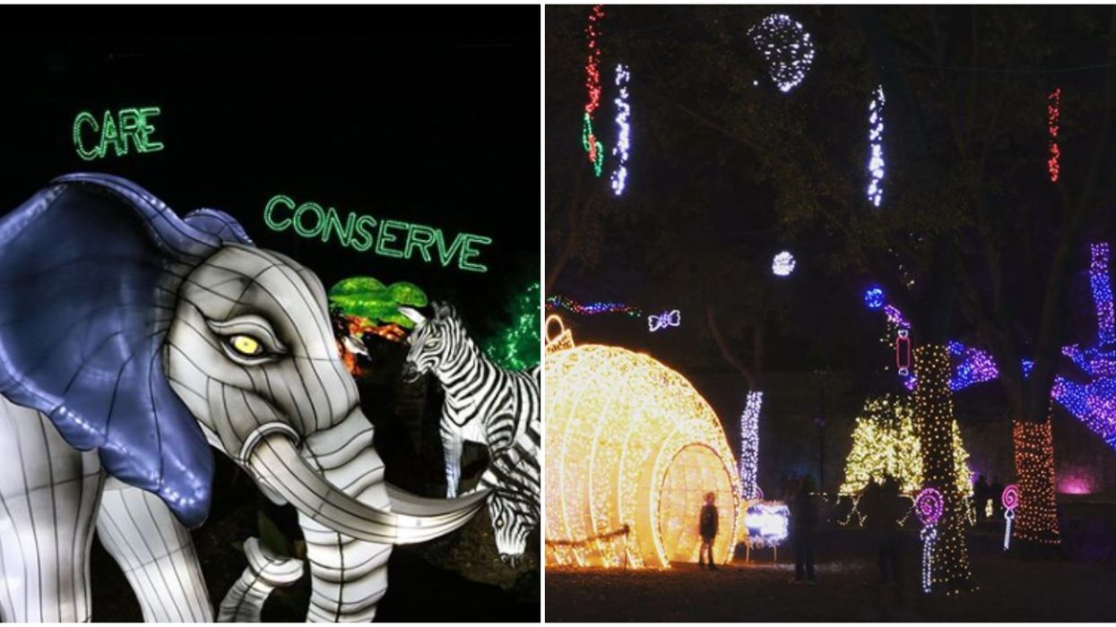 Dallas Zoo Lights Is Officially Happening But With A Magical Twist