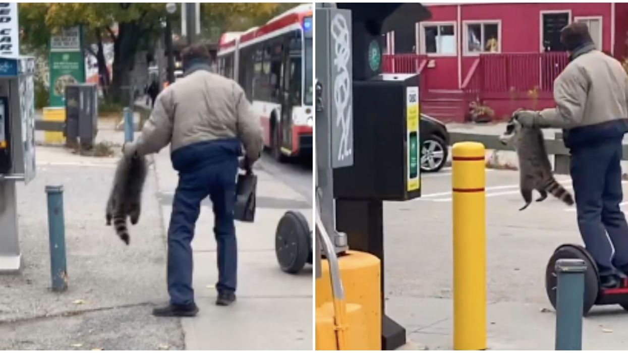 This Segway Man & His Trash Panda Are Toronto's Unofficial New Mascots (VIDEO)