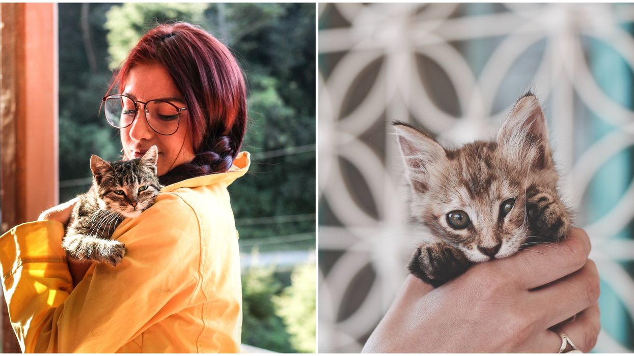 A Toronto Company Will Pay You $1000 A Month Just To Cuddle Kittens