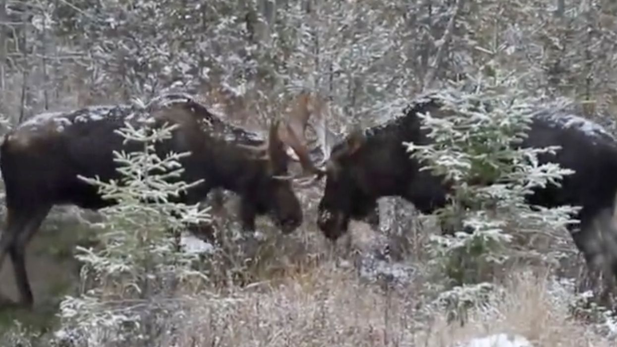 Two Ontario Moose Wrestling In The Snow Is As Canadian As It Gets (VIDEO)