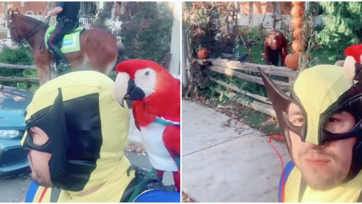 We Can’t Stop Watching This Video Of Toronto’s Wolverine Singing With His Party Parrots