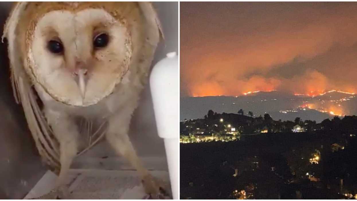 The Barn Owl Rescued From The Silverado Fire Is Recovering And Screeching Like A Dinosaur