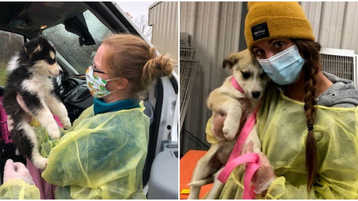 Tons Of Rescued Puppies & Dogs Just Arrived In Ontario And They Need Homes