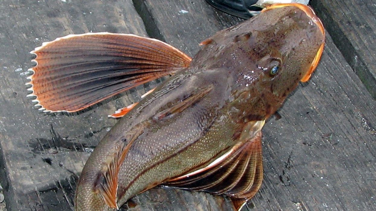 This Scary Looking Fish Washed Up On Canada's East Coast & Then Went Viral On TikTok