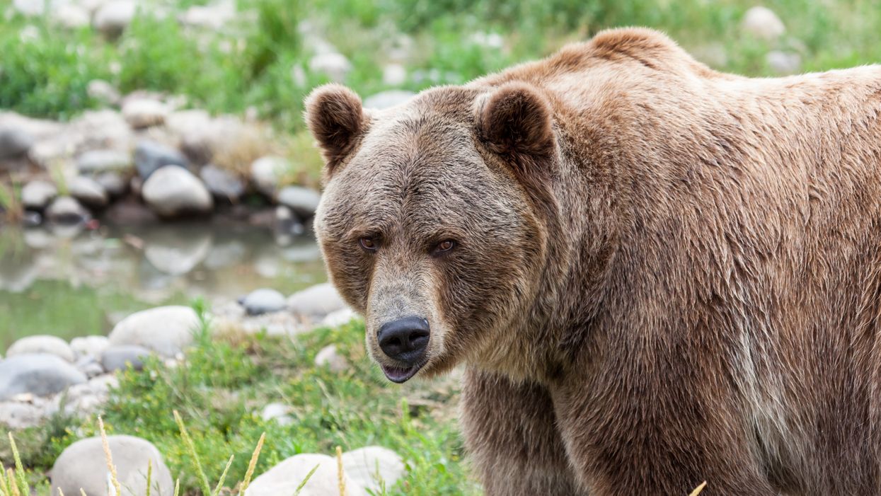 An Alberta Man Had The Wildest Encounter With A Massive Grizzly & Got It On Tape (VIDEO)